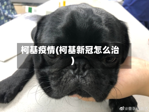 柯基疫情(柯基新冠怎么治)